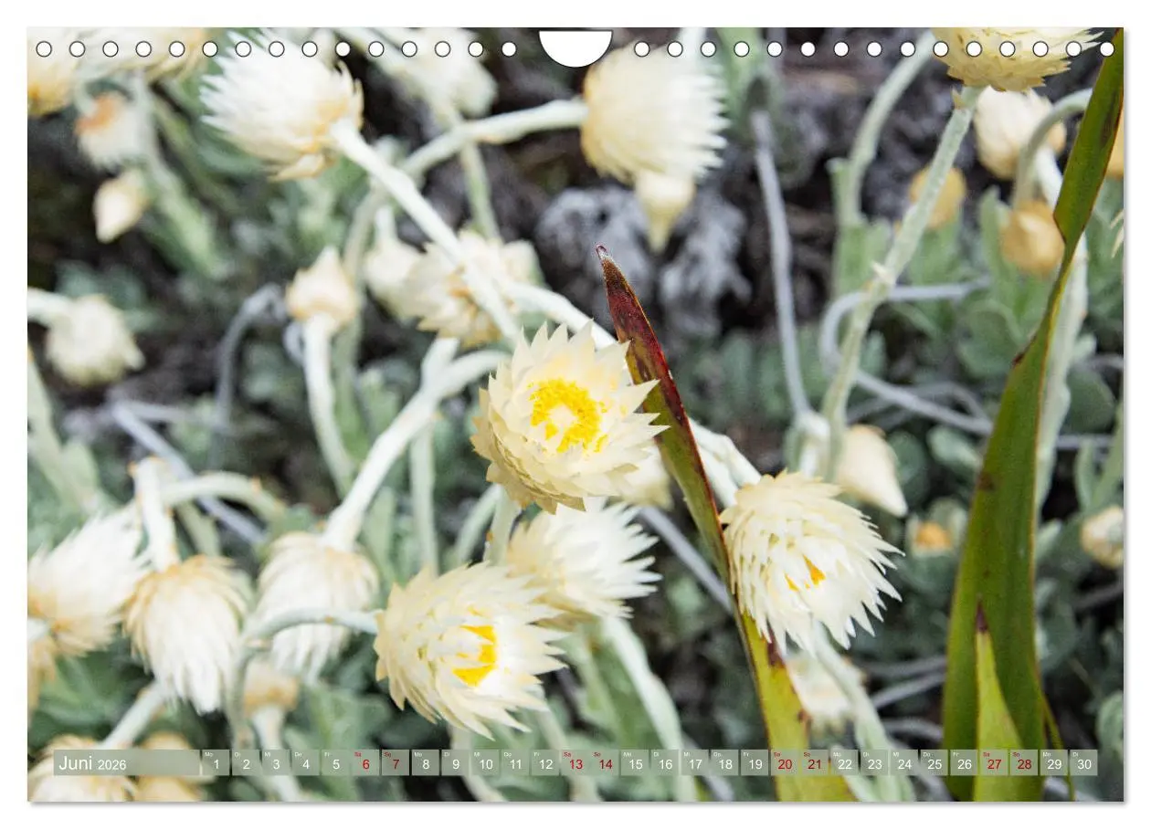 Bild: 9783457871898 | Fynbos - Die einzigartige Flora Südafrikas (Wandkalender 2026 DIN...