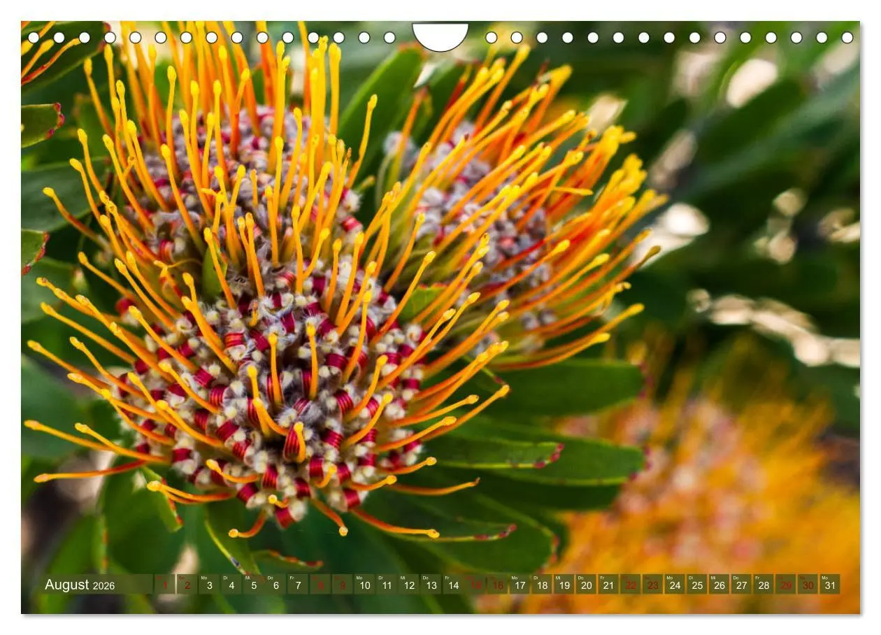 Bild: 9783457871898 | Fynbos - Die einzigartige Flora Südafrikas (Wandkalender 2026 DIN...
