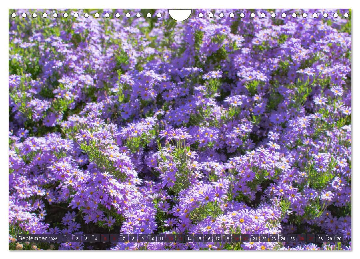 Bild: 9783457871898 | Fynbos - Die einzigartige Flora Südafrikas (Wandkalender 2026 DIN...