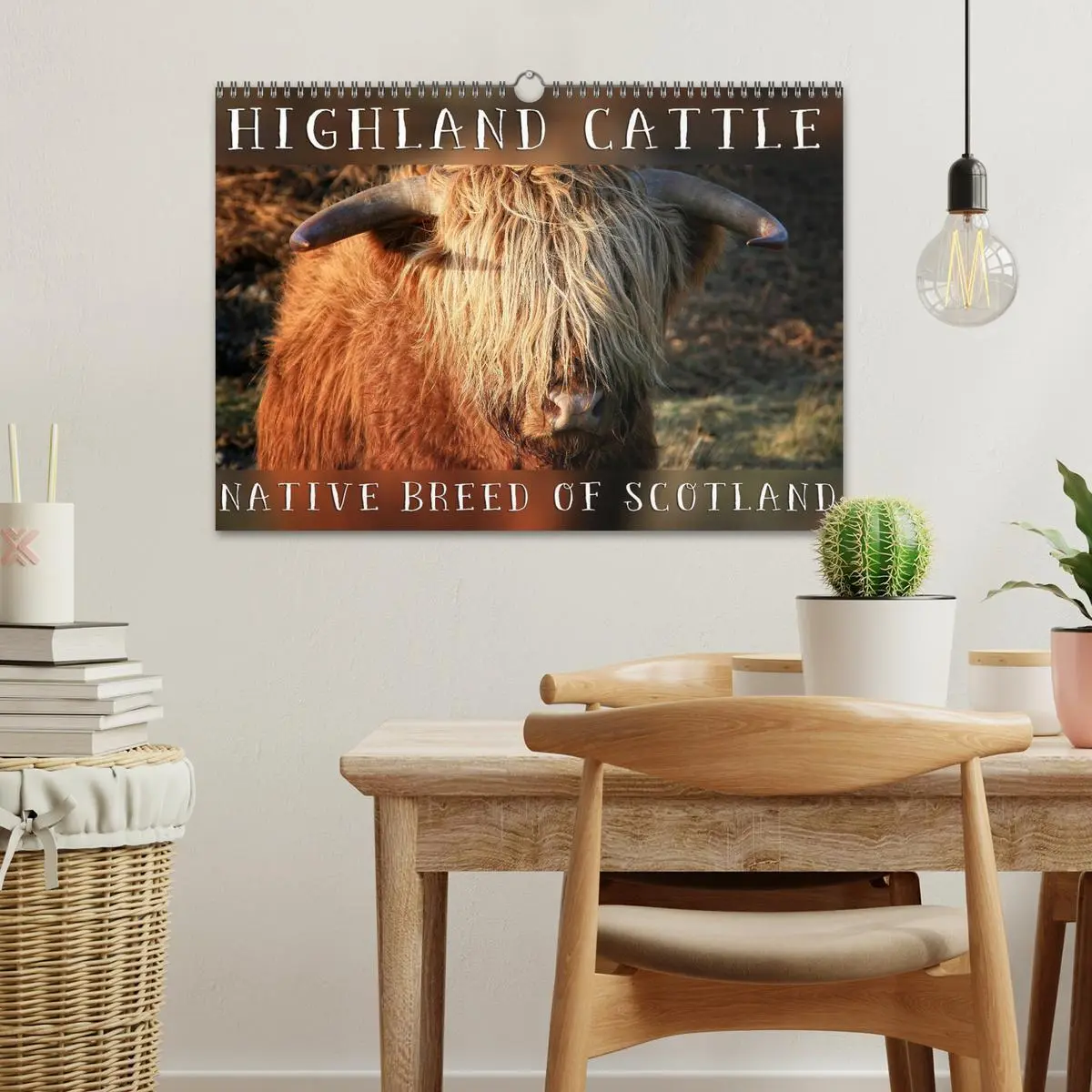 Bild: 9783516581898 | Highland Cattle - Native Breed of Scotland (Wall Calendar 2026 DIN...