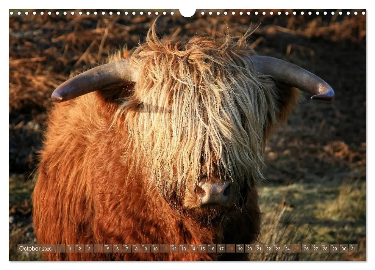 Bild: 9783516581898 | Highland Cattle - Native Breed of Scotland (Wall Calendar 2026 DIN...