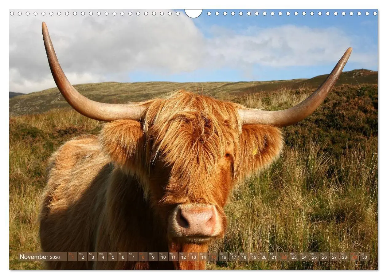 Bild: 9783516581898 | Highland Cattle - Native Breed of Scotland (Wall Calendar 2026 DIN...