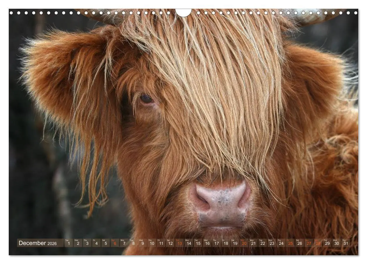 Bild: 9783516581898 | Highland Cattle - Native Breed of Scotland (Wall Calendar 2026 DIN...