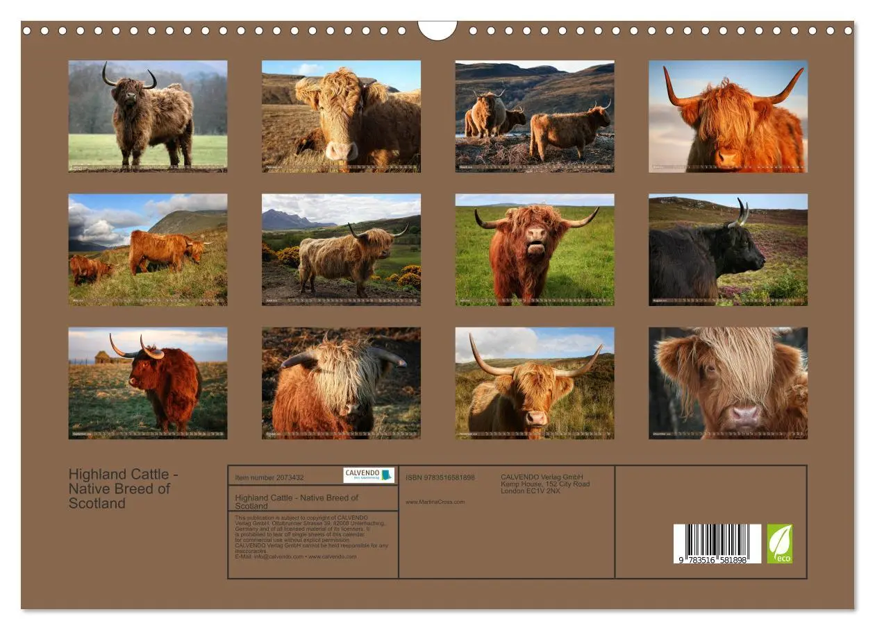 Bild: 9783516581898 | Highland Cattle - Native Breed of Scotland (Wall Calendar 2026 DIN...
