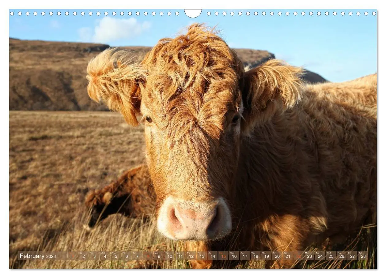 Bild: 9783516581898 | Highland Cattle - Native Breed of Scotland (Wall Calendar 2026 DIN...