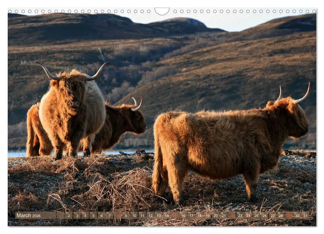 Bild: 9783516581898 | Highland Cattle - Native Breed of Scotland (Wall Calendar 2026 DIN...