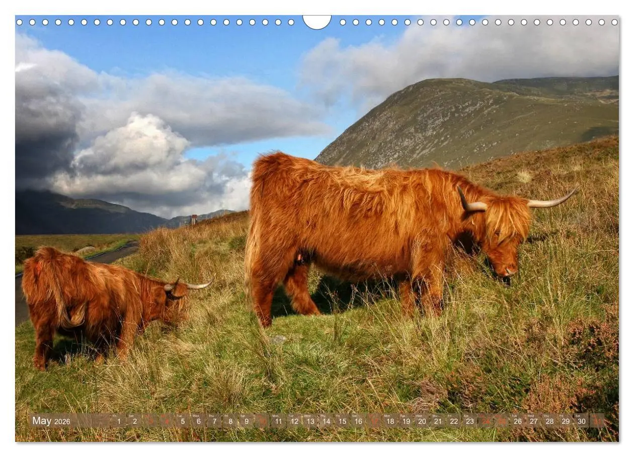 Bild: 9783516581898 | Highland Cattle - Native Breed of Scotland (Wall Calendar 2026 DIN...