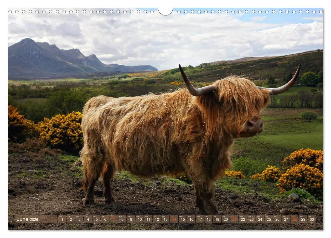Bild: 9783516581898 | Highland Cattle - Native Breed of Scotland (Wall Calendar 2026 DIN...