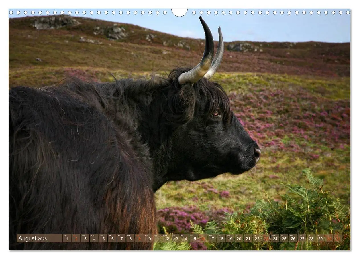 Bild: 9783516581898 | Highland Cattle - Native Breed of Scotland (Wall Calendar 2026 DIN...