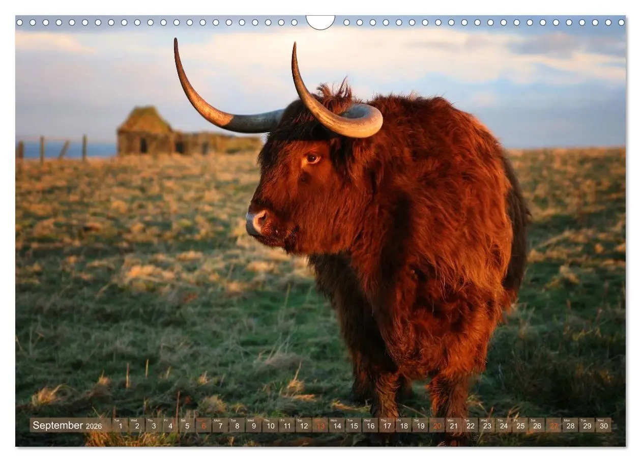 Bild: 9783516581898 | Highland Cattle - Native Breed of Scotland (Wall Calendar 2026 DIN...