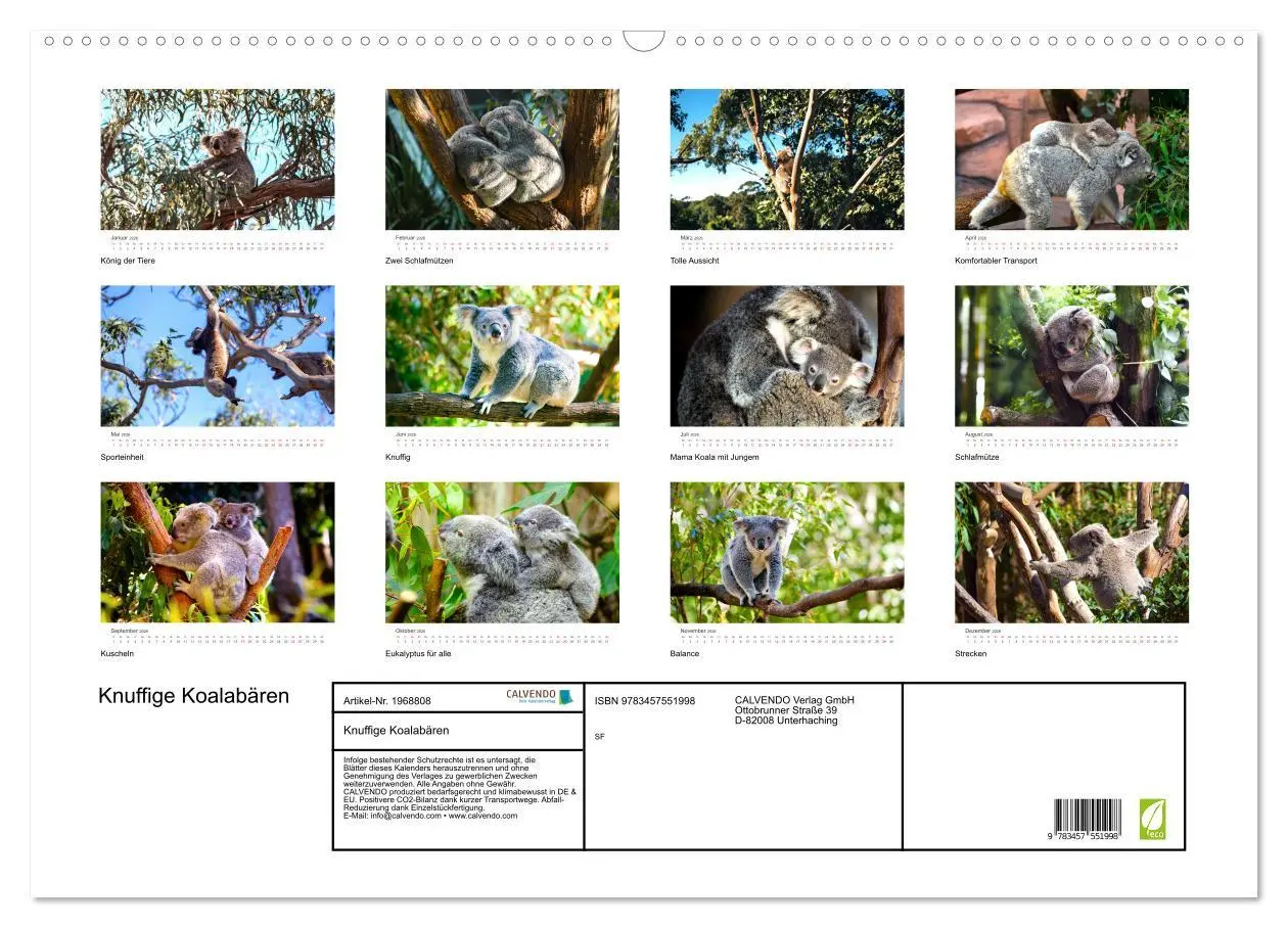 Bild: 9783457551998 | Knuffige Koalabären (Wandkalender 2026 DIN A2 quer), CALVENDO...