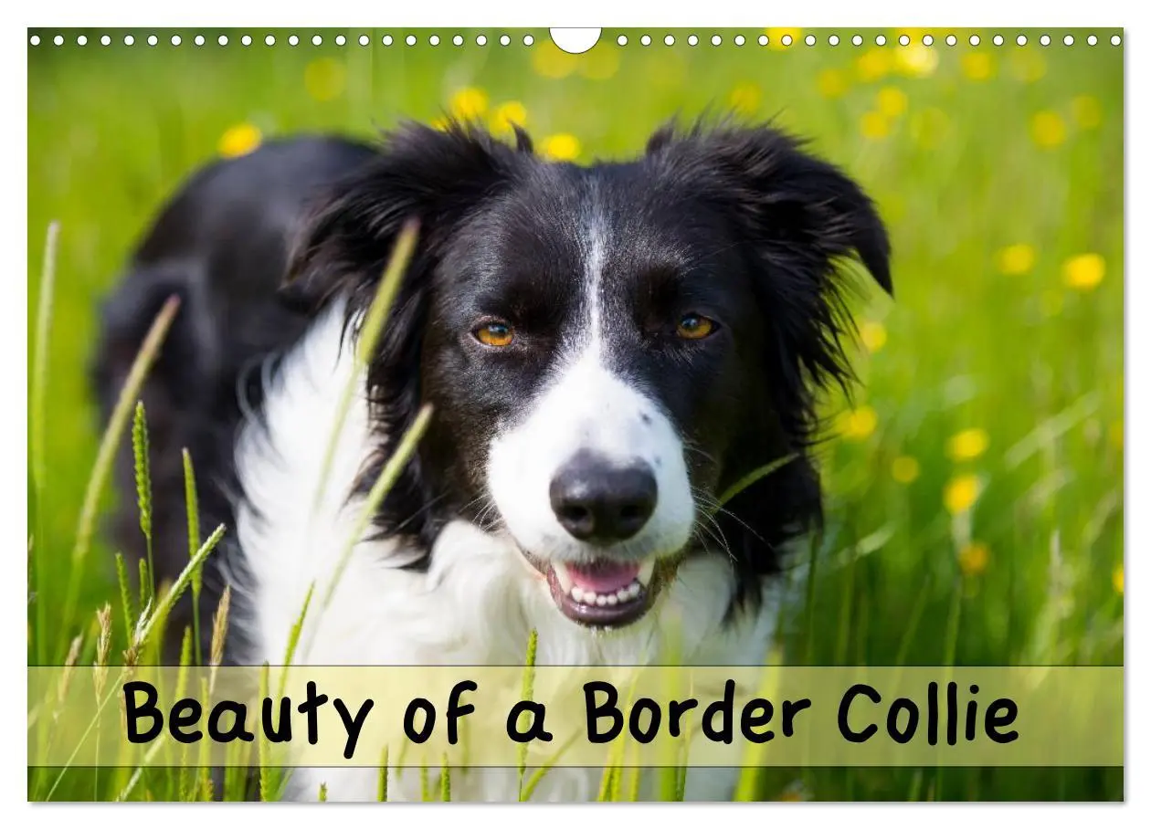 Cover: 9783516571998 | Beauty of a Border Collie (Wall Calendar 2026 DIN A3 landscape),...