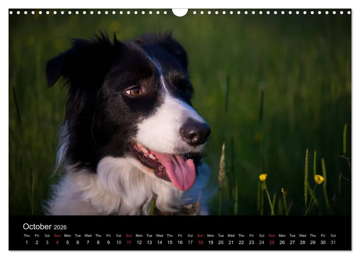 Bild: 9783516571998 | Beauty of a Border Collie (Wall Calendar 2026 DIN A3 landscape),...