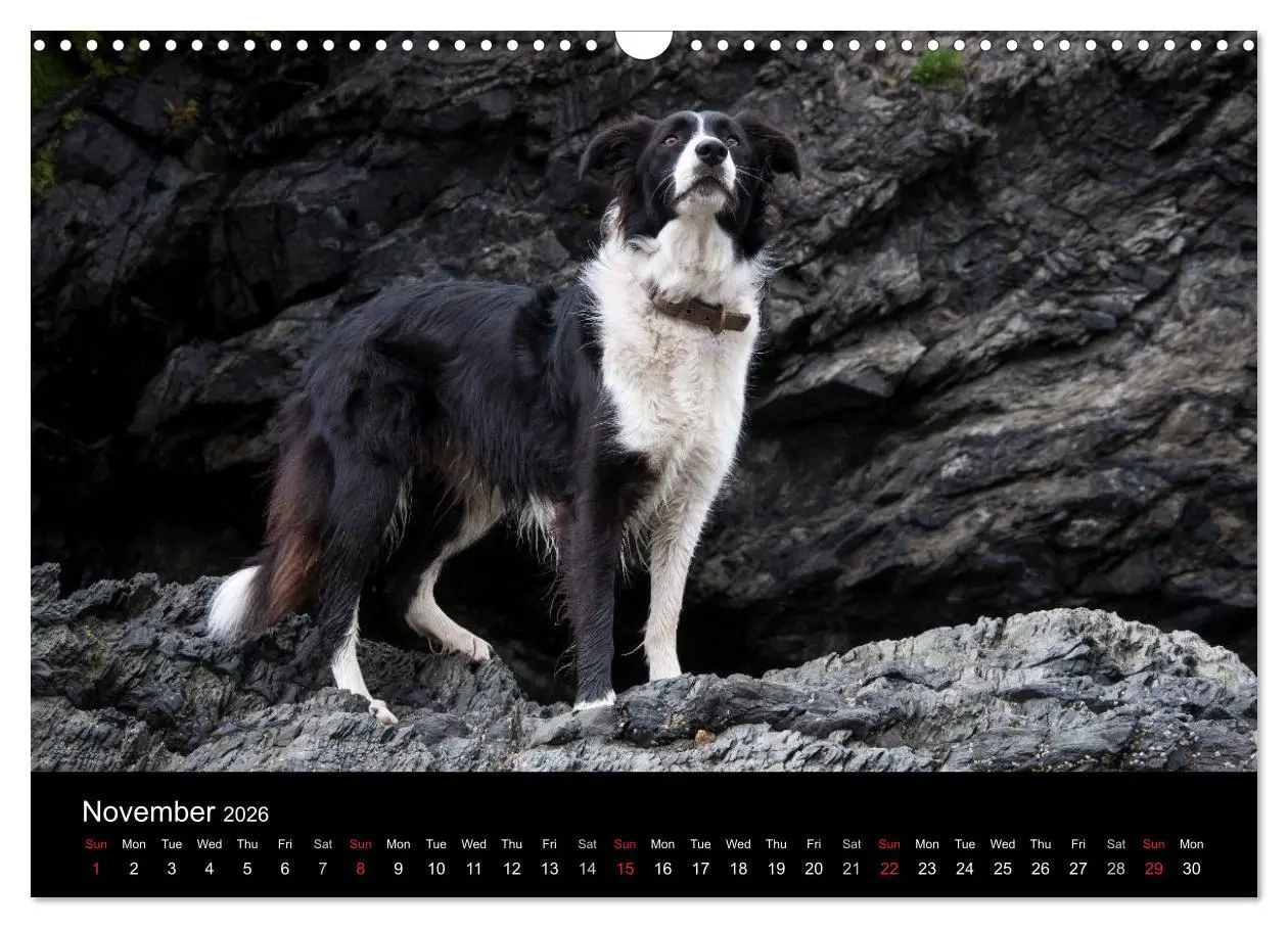 Bild: 9783516571998 | Beauty of a Border Collie (Wall Calendar 2026 DIN A3 landscape),...