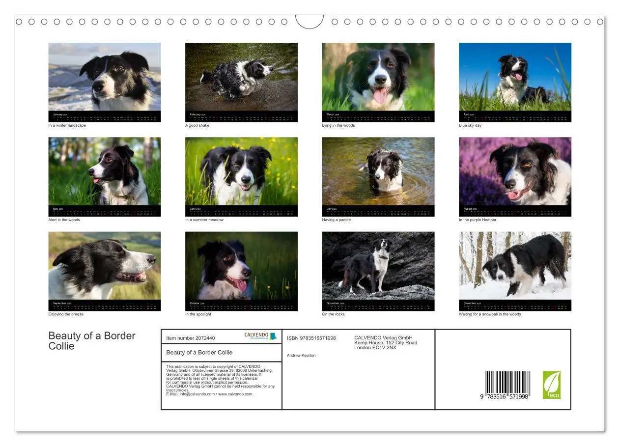 Bild: 9783516571998 | Beauty of a Border Collie (Wall Calendar 2026 DIN A3 landscape),...