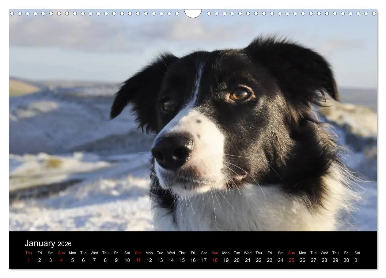 Bild: 9783516571998 | Beauty of a Border Collie (Wall Calendar 2026 DIN A3 landscape),...