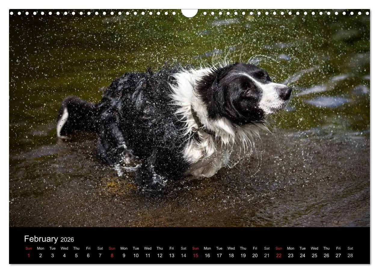 Bild: 9783516571998 | Beauty of a Border Collie (Wall Calendar 2026 DIN A3 landscape),...