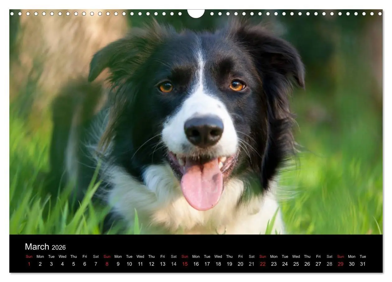 Bild: 9783516571998 | Beauty of a Border Collie (Wall Calendar 2026 DIN A3 landscape),...