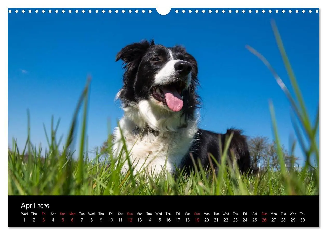 Bild: 9783516571998 | Beauty of a Border Collie (Wall Calendar 2026 DIN A3 landscape),...