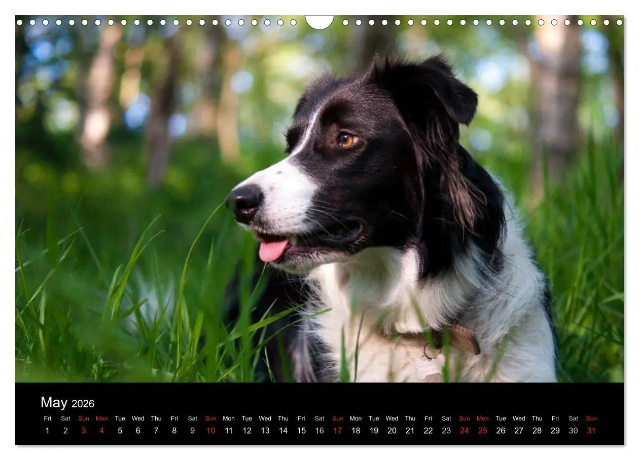Bild: 9783516571998 | Beauty of a Border Collie (Wall Calendar 2026 DIN A3 landscape),...