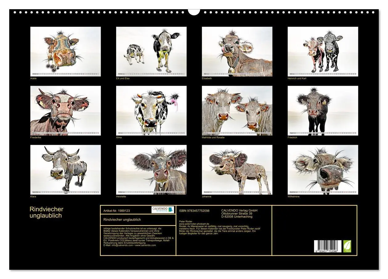 Bild: 9783457752098 | Rindviecher unglaublich (Wandkalender 2026 DIN A2 quer), CALVENDO...