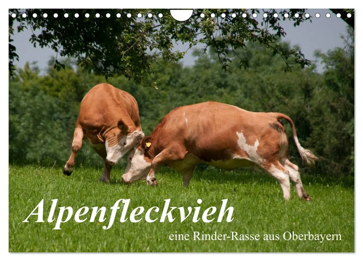 Cover: 9783516222098 | Alpenfleckvieh (Wandkalender 2026 DIN A4 quer), CALVENDO...