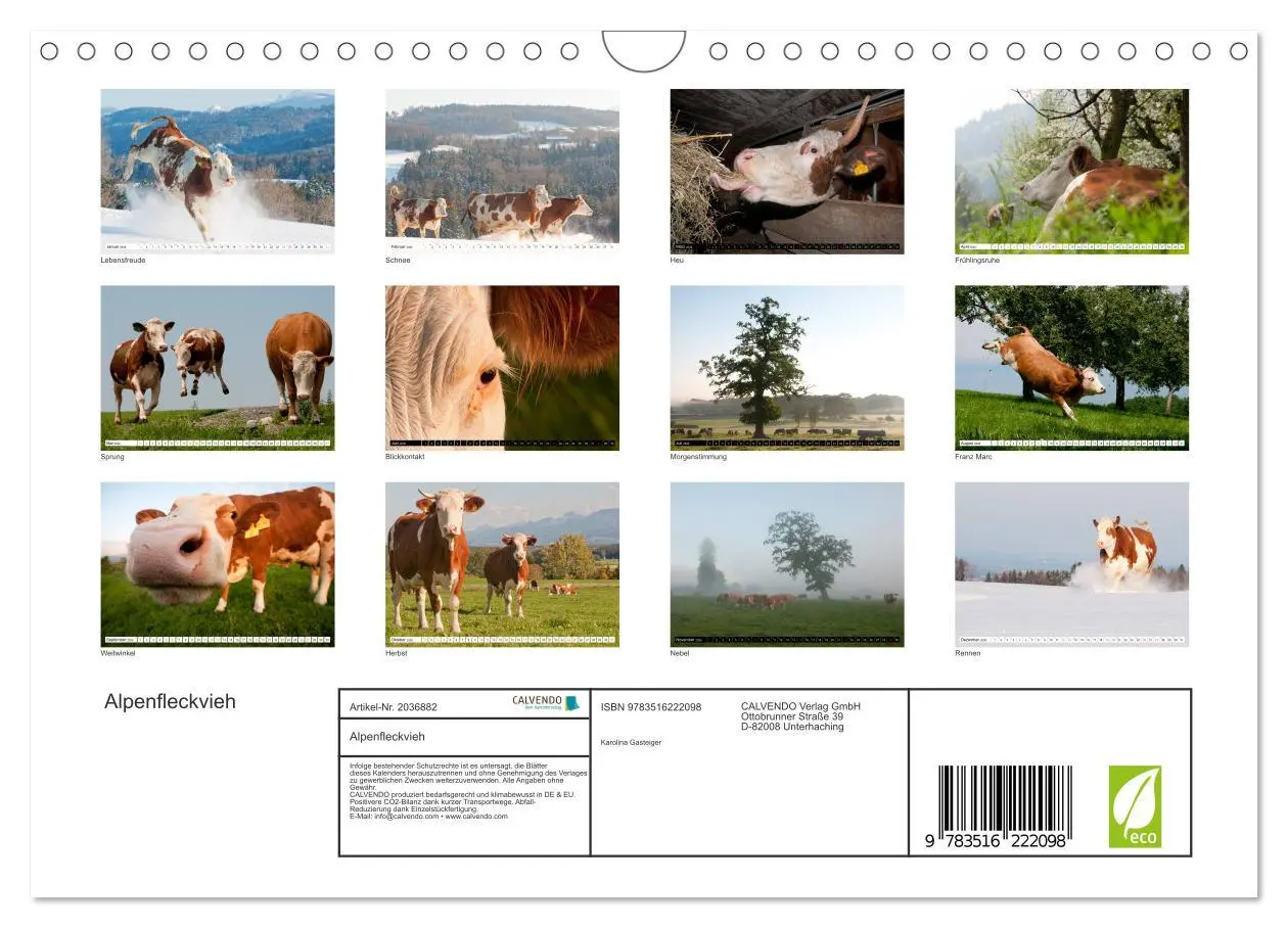 Bild: 9783516222098 | Alpenfleckvieh (Wandkalender 2026 DIN A4 quer), CALVENDO...
