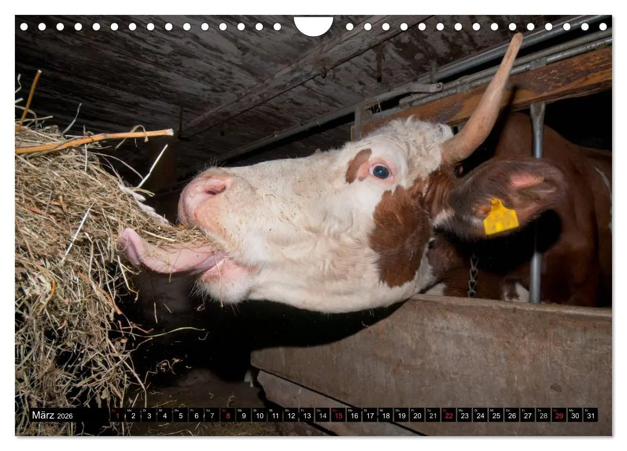 Bild: 9783516222098 | Alpenfleckvieh (Wandkalender 2026 DIN A4 quer), CALVENDO...