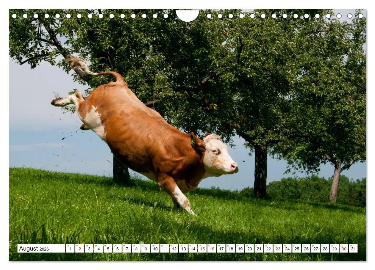 Bild: 9783516222098 | Alpenfleckvieh (Wandkalender 2026 DIN A4 quer), CALVENDO...