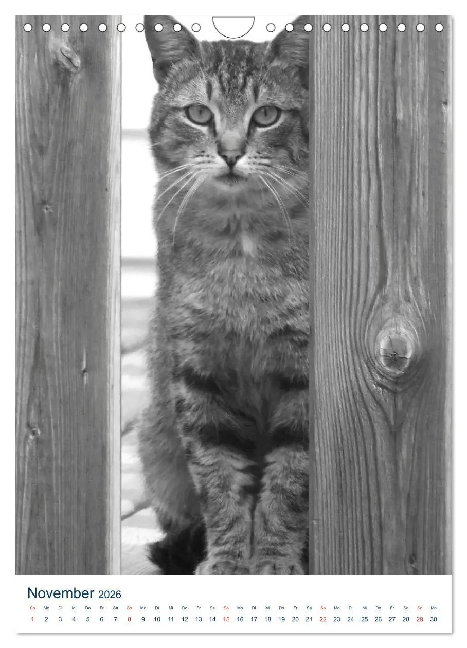 Bild: 9783516392098 | Wilde Katzen - Korsikas Samtpfoten (Wandkalender 2026 DIN A4 hoch),...