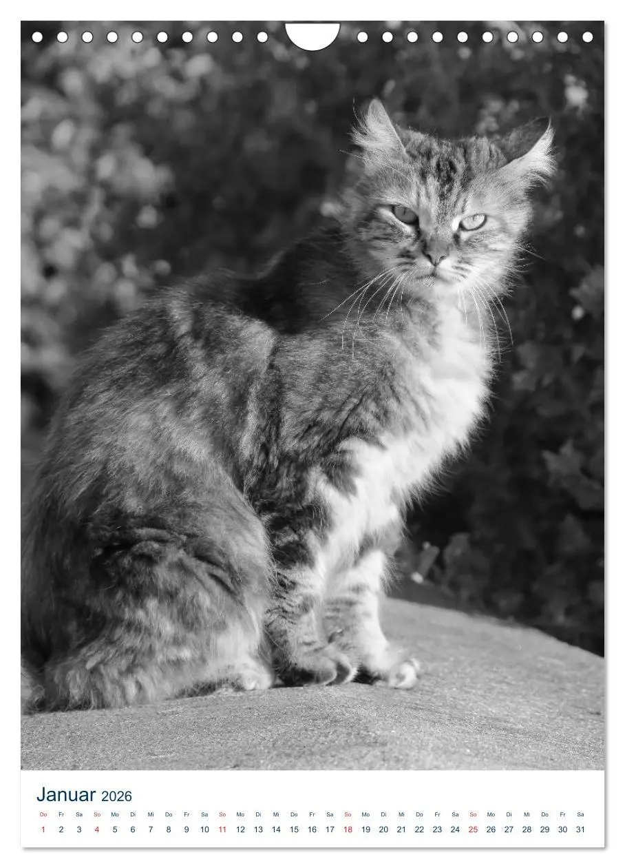 Bild: 9783516392098 | Wilde Katzen - Korsikas Samtpfoten (Wandkalender 2026 DIN A4 hoch),...