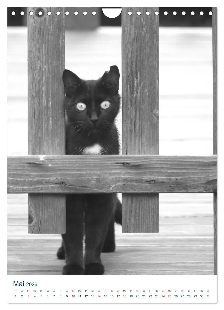 Bild: 9783516392098 | Wilde Katzen - Korsikas Samtpfoten (Wandkalender 2026 DIN A4 hoch),...