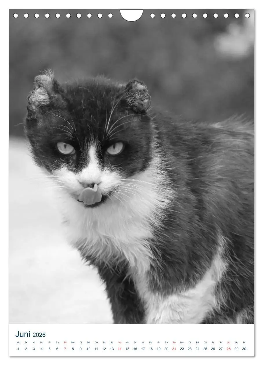 Bild: 9783516392098 | Wilde Katzen - Korsikas Samtpfoten (Wandkalender 2026 DIN A4 hoch),...