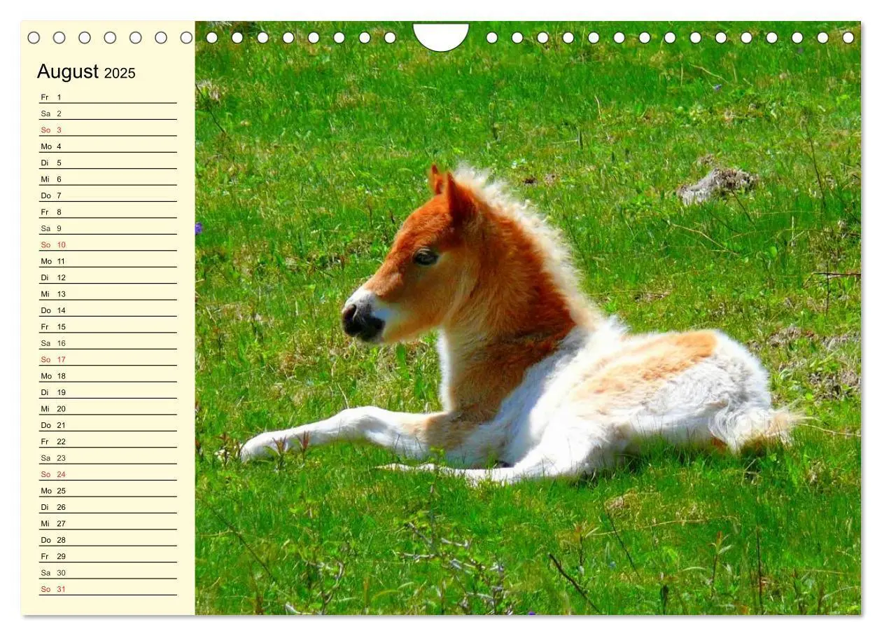 Bild: 9783435652198 | Ponys. Herzensbrecher mit Grips (Wandkalender 2025 DIN A4 quer),...