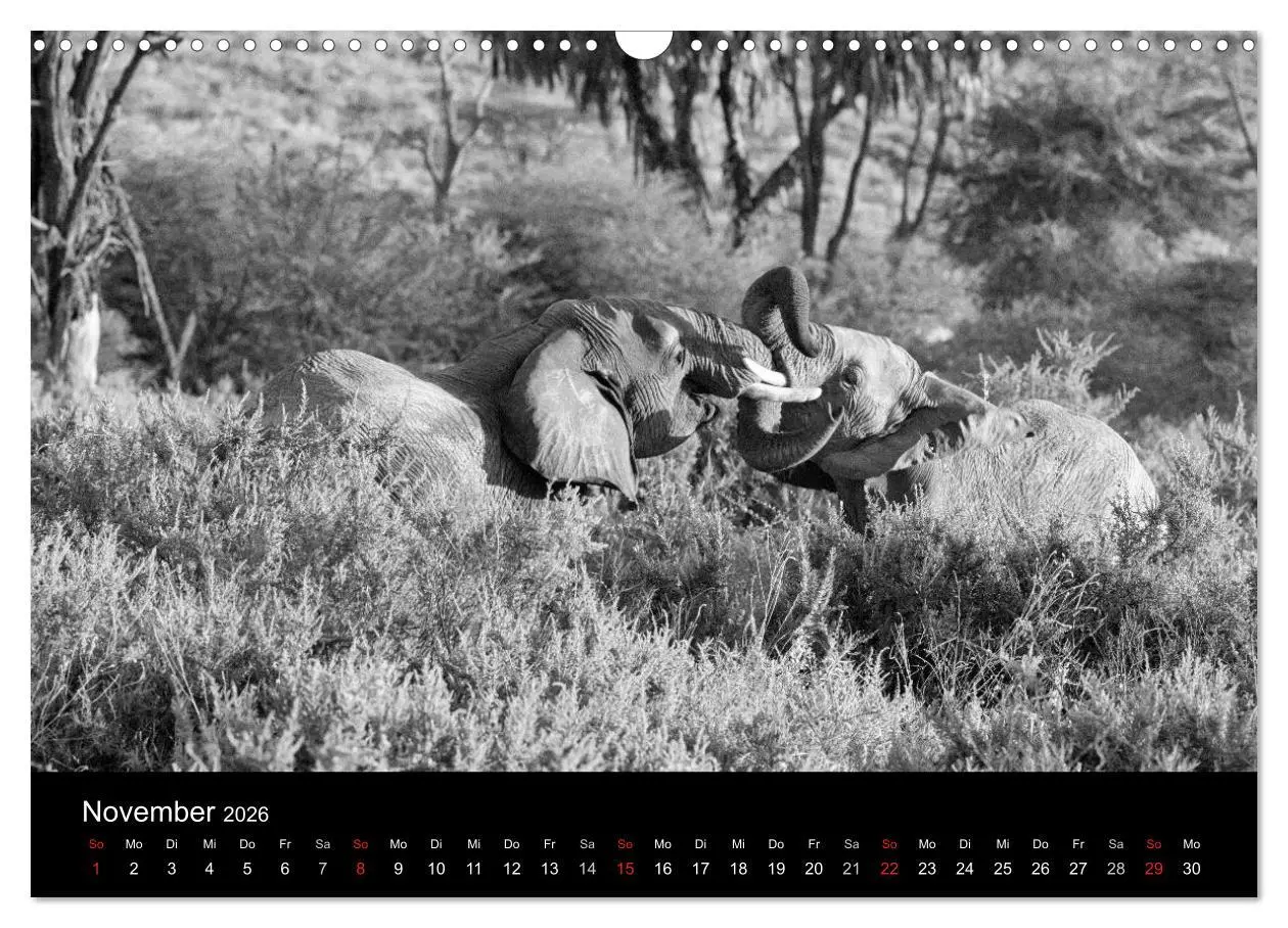 Bild: 9783516142198 | Elefanten Schwarz - Weiss (Wandkalender 2026 DIN A3 quer), CALVENDO...