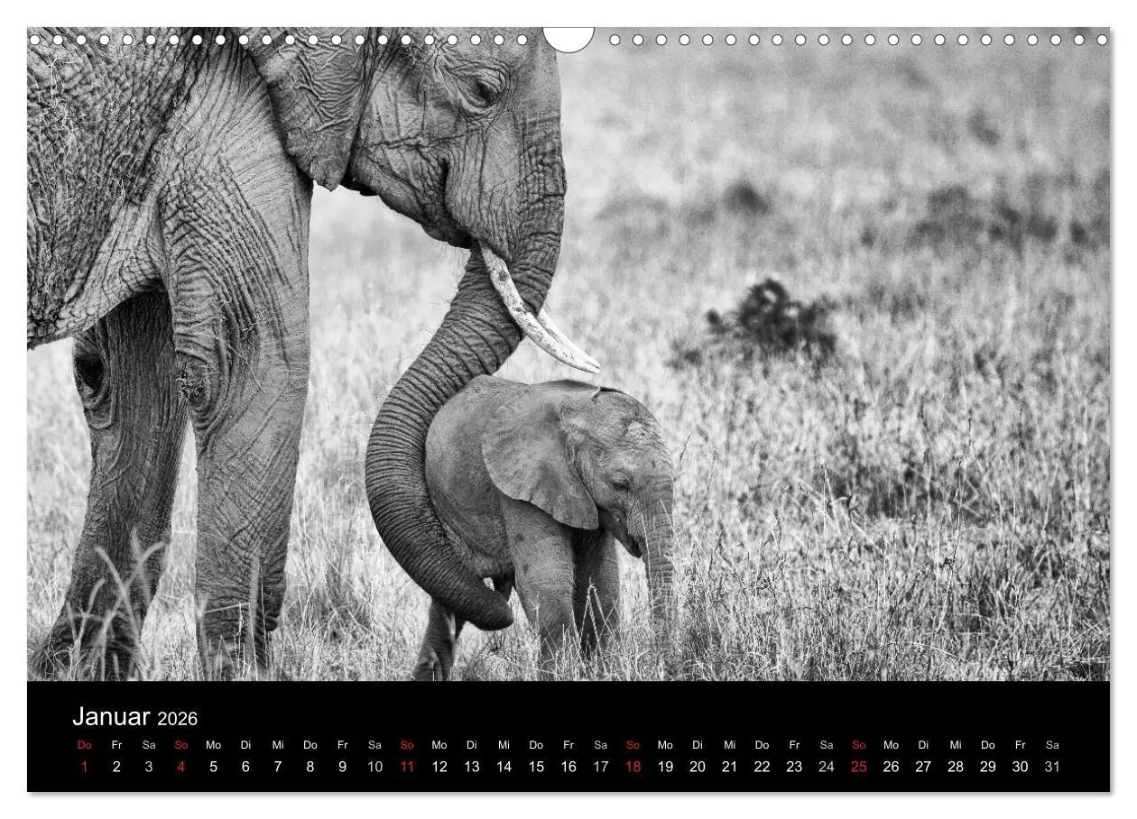 Bild: 9783516142198 | Elefanten Schwarz - Weiss (Wandkalender 2026 DIN A3 quer), CALVENDO...