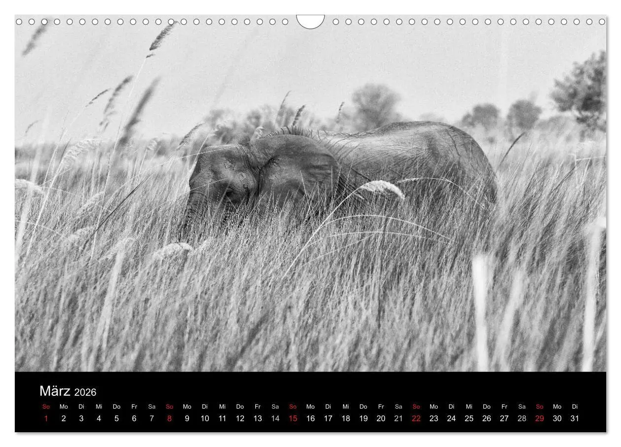 Bild: 9783516142198 | Elefanten Schwarz - Weiss (Wandkalender 2026 DIN A3 quer), CALVENDO...