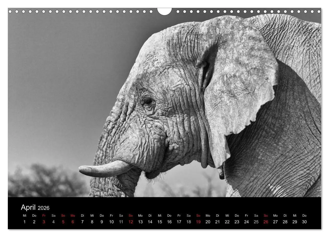 Bild: 9783516142198 | Elefanten Schwarz - Weiss (Wandkalender 2026 DIN A3 quer), CALVENDO...