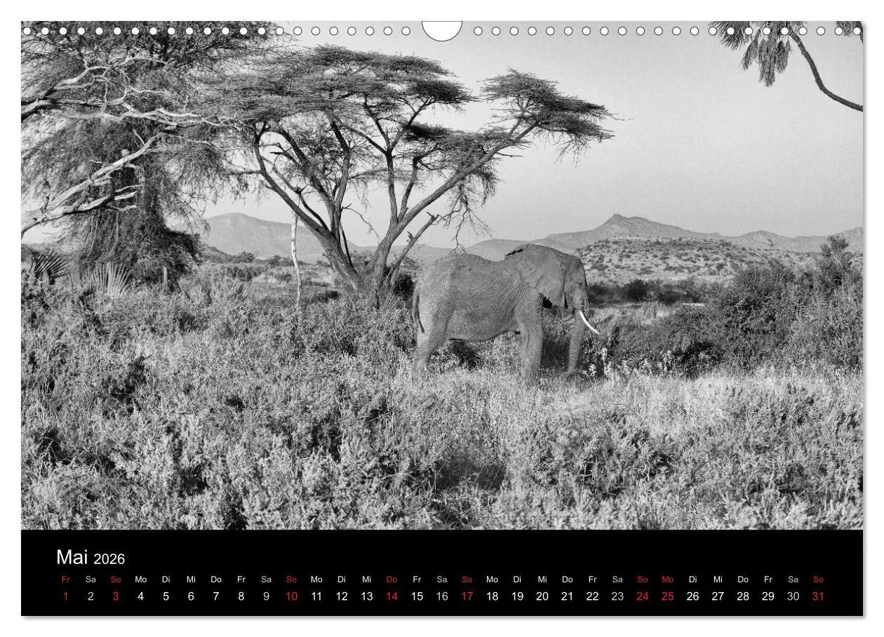 Bild: 9783516142198 | Elefanten Schwarz - Weiss (Wandkalender 2026 DIN A3 quer), CALVENDO...