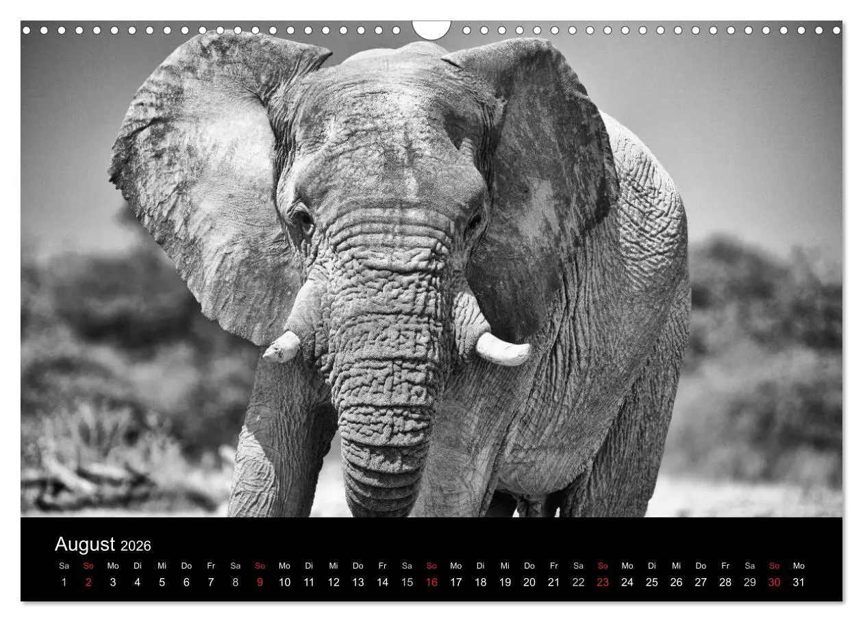 Bild: 9783516142198 | Elefanten Schwarz - Weiss (Wandkalender 2026 DIN A3 quer), CALVENDO...
