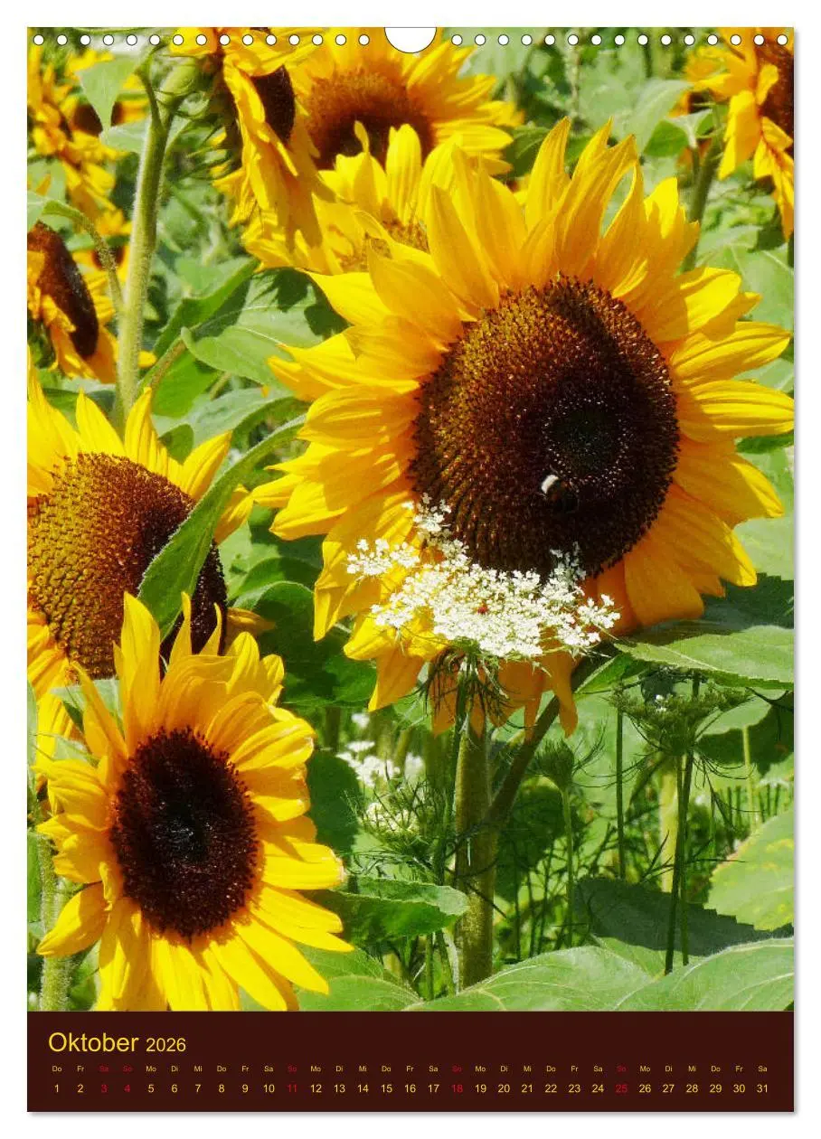 Bild: 9783516382198 | Sonnenblumen - Strahlende Blüten (Wandkalender 2026 DIN A3 hoch),...