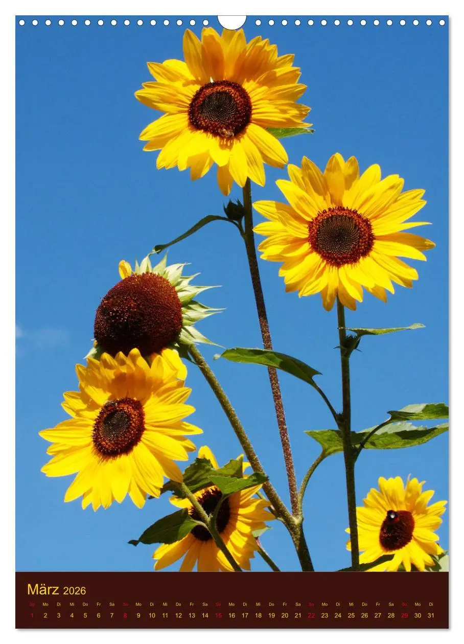 Bild: 9783516382198 | Sonnenblumen - Strahlende Blüten (Wandkalender 2026 DIN A3 hoch),...