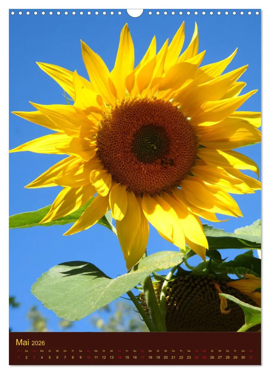 Bild: 9783516382198 | Sonnenblumen - Strahlende Blüten (Wandkalender 2026 DIN A3 hoch),...