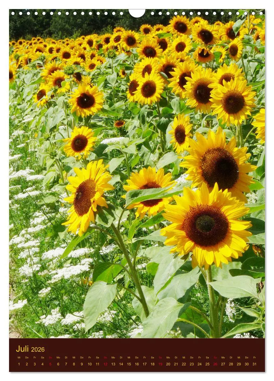 Bild: 9783516382198 | Sonnenblumen - Strahlende Blüten (Wandkalender 2026 DIN A3 hoch),...