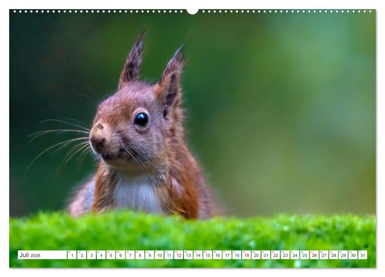 Bild: 9783457422298 | Ein Jahr voller Hörnchen (hochwertiger Premium Wandkalender 2026...