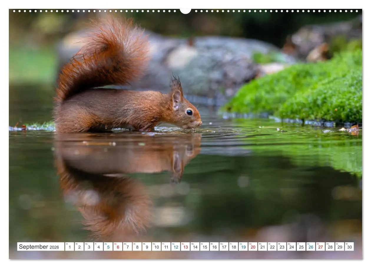Bild: 9783457422298 | Ein Jahr voller Hörnchen (hochwertiger Premium Wandkalender 2026...