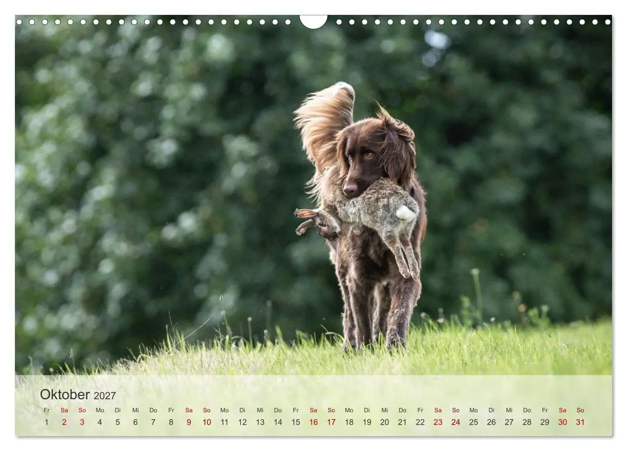 Bild: 9783569082298 | Treue Jagdgefährten Der kleine Münsterländer (Wandkalender 2027 DIN...