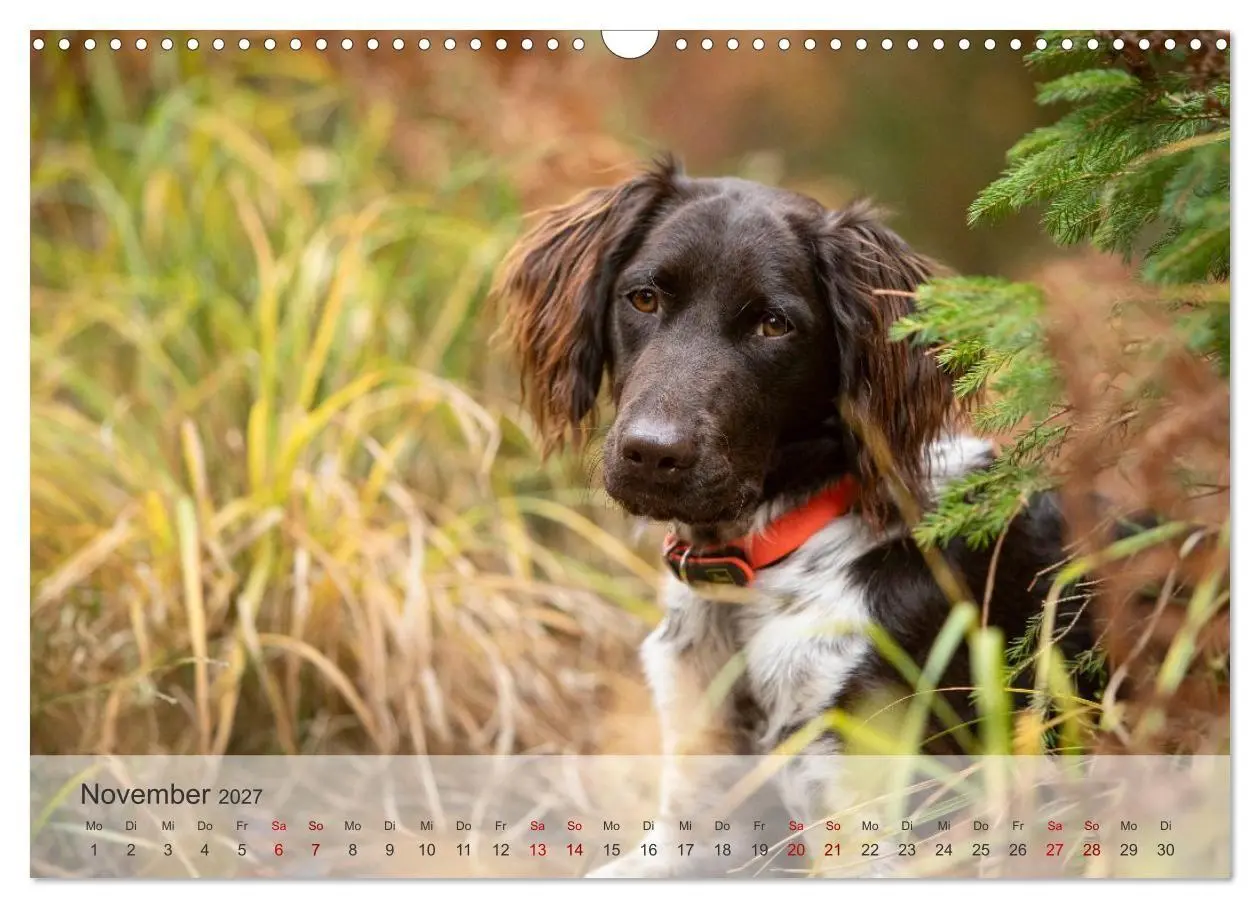 Bild: 9783569082298 | Treue Jagdgefährten Der kleine Münsterländer (Wandkalender 2027 DIN...