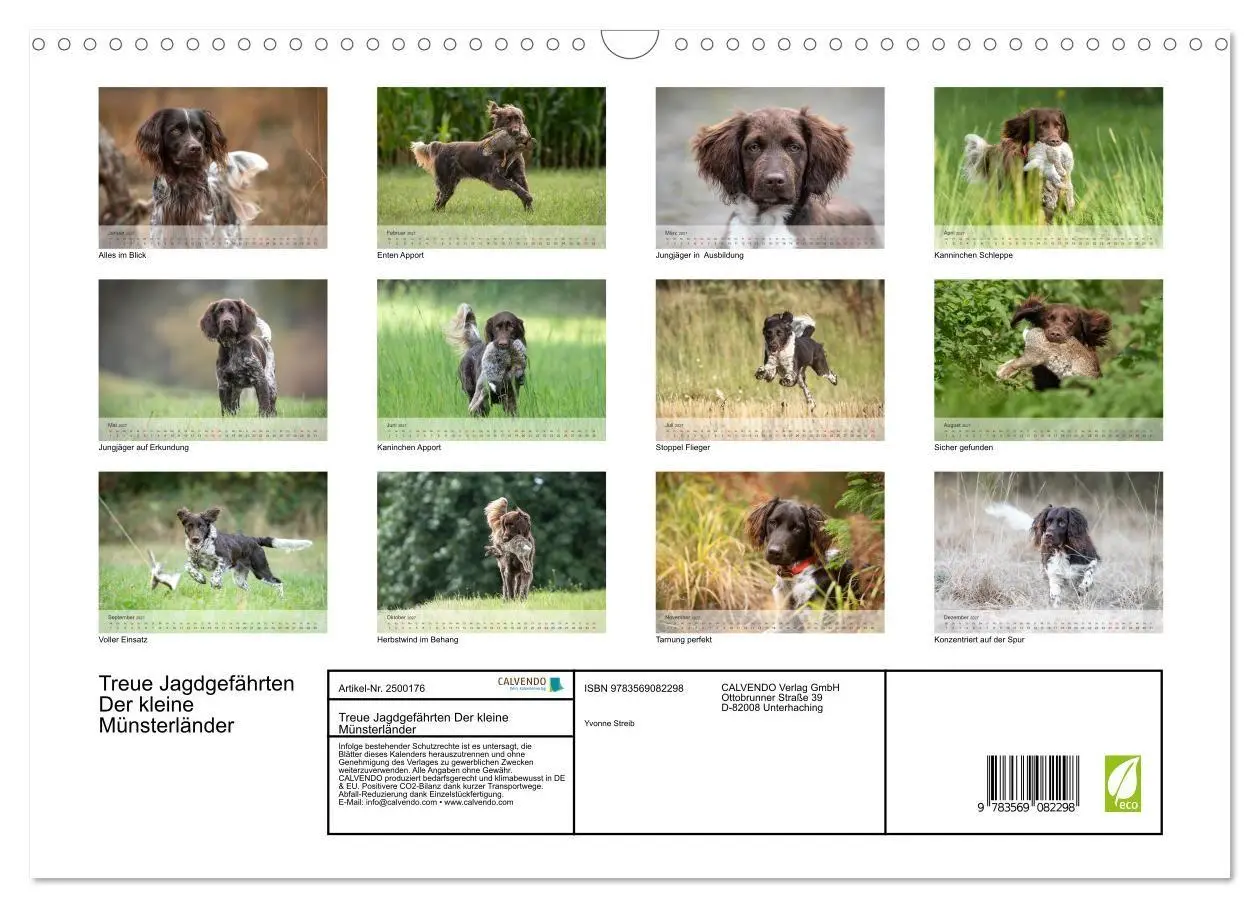 Bild: 9783569082298 | Treue Jagdgefährten Der kleine Münsterländer (Wandkalender 2027 DIN...