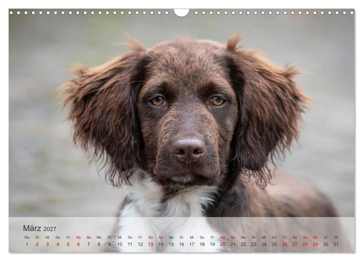 Bild: 9783569082298 | Treue Jagdgefährten Der kleine Münsterländer (Wandkalender 2027 DIN...